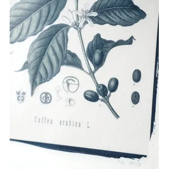 Botanická fotografie na zeď  - Káva - 2