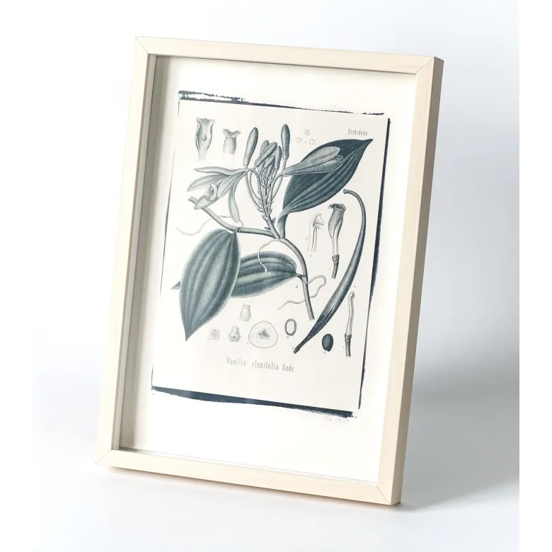 Botanická fotografie na zeď - Vanilka - 1 Botanická fotografie na zeď - Vanilka - 1