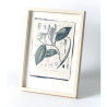 Botanická fotografie na zeď - Vanilka - 1