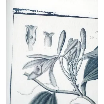 Botanická fotografie na zeď - Vanilka - 2