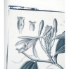 Botanická fotografie na zeď - Vanilka - 2
