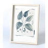 Botanická fotografie na zeď - Pepř - 1