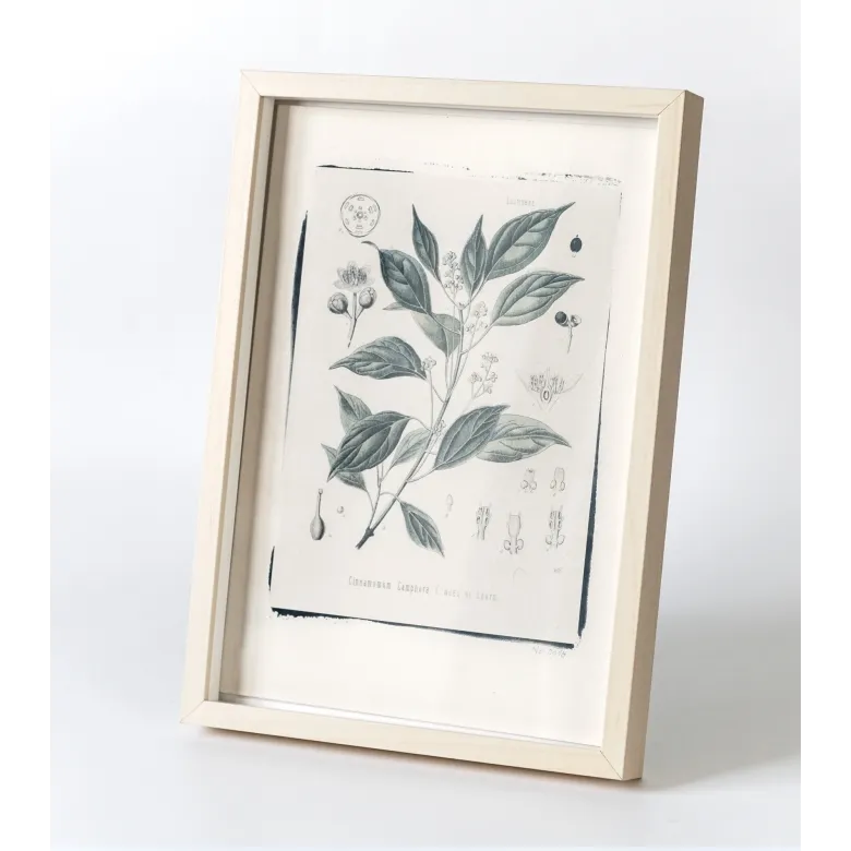 Botanická fotografie na zeď - Skořice - 1 Botanická fotografie na zeď - Skořice - 1