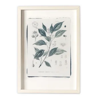 Botanická fotografie na zeď - Skořice - 2