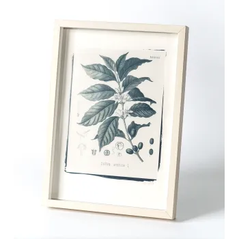 Botanic photography set - Cyanotype process - 3