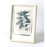 Botanic photography set - Cyanotype process - 3