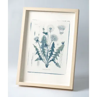 Botanická fotografie na zeď - pampeliška - 1