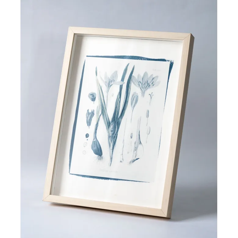 Botanická fotografie na zeď - Ocún podzimní - 1 Botanická fotografie na zeď - Ocún podzimní - 1