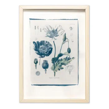 Botanická fotografie na zeď - Mák - 2