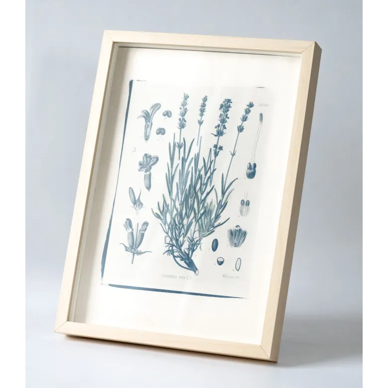 Botanická fotografie na zeď - Levandule - 1 Botanická fotografie na zeď - Levandule - 1