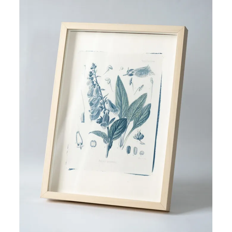 Botanická fotografie na zeď - Náprstník - 1 Botanická fotografie na zeď - Náprstník - 1