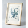 Botanická fotografie na zeď - Náprstník - 1