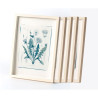 Botanic photography set - Herbs - 1