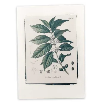 Botanická fotografie na zeď  - Káva - 5