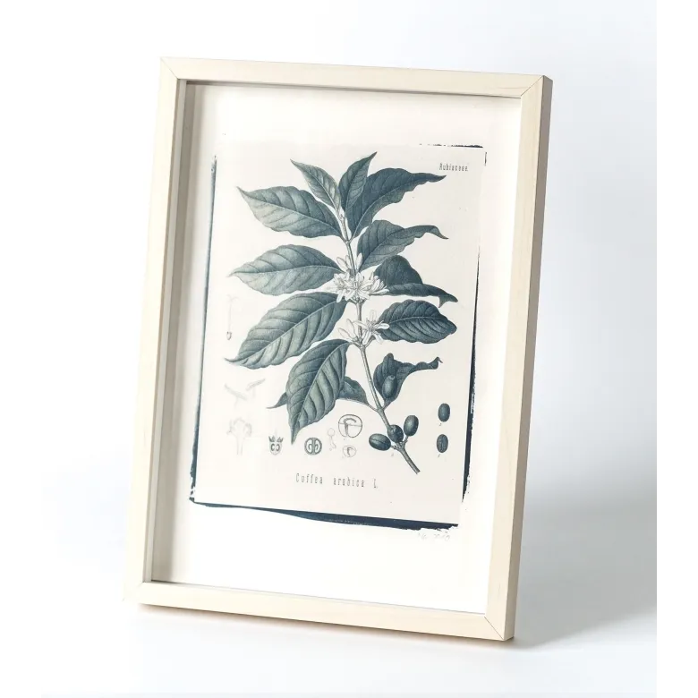 Botanická fotografie na zeď - Káva - 1 Botanická fotografie na zeď - Káva - 1