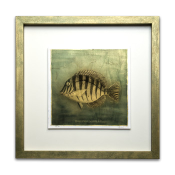 Goldfish I. - Antracoipia (Resinotype) 18/30