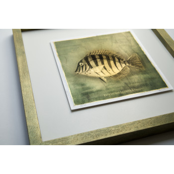 Goldfish I. - Antracoipia (Resinotype) 18/30