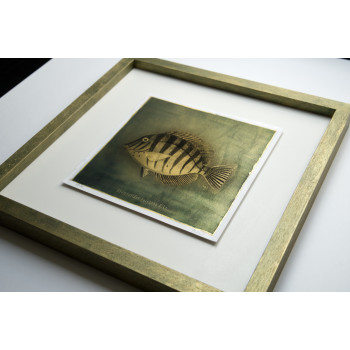 Goldfish I. - Antracoipia (Resinotype) 18/30