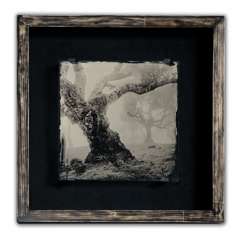 Laurel Forest - original Ambrotype over black velvet. Wet Collodion Alternative photography process